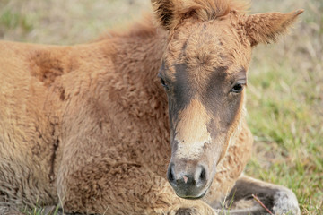 foal closeup