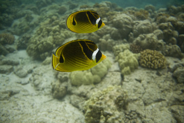 Naklejka na ściany i meble Coral Reef 0606