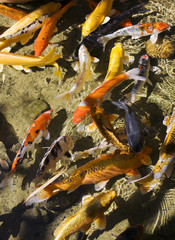 koi