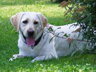 Labrador blond