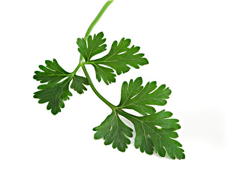 Parsley  leaf isolated on white background