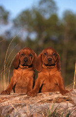 la pose fière de deux jeunes chiots redbone coonhound