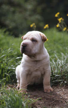 Chiot Mini Pei assis sagement dehors