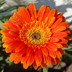 gerbera orange