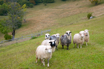 Fototapeta na wymiar Owiec w górach
