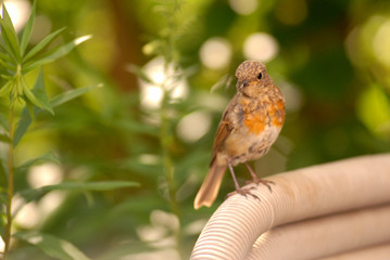 Rotkehlchen, vogel