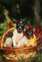 Toy Fox Terrier et son petit