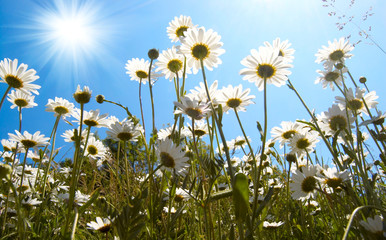 Fototapeta premium White daisies on blue sky background