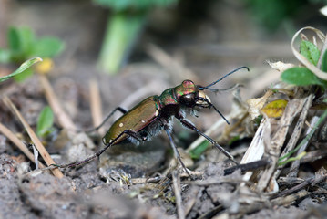Cicindela campestris