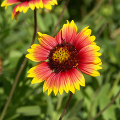 Fototapeta premium rubeckia