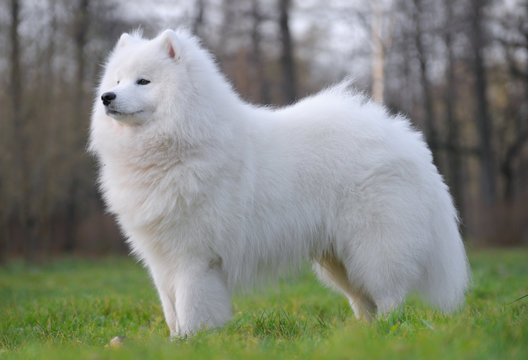 Samoyed Dog - Juvenile Champion Of Russia