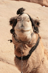 Bedouin camel in harness