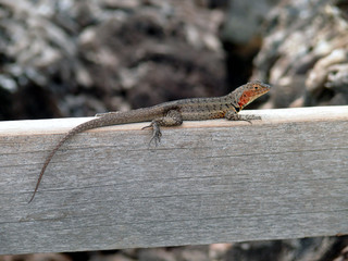 Iguana