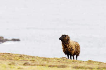 Obraz premium Black sheep