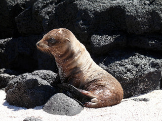 Obraz premium Seelöwe