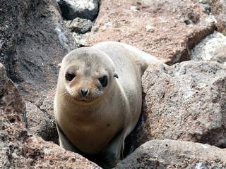 Seelöwe