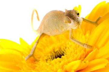 little chameleon
