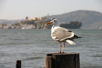 Möwe vor der Kulisse von Alcatraz, Kalifornien - USA