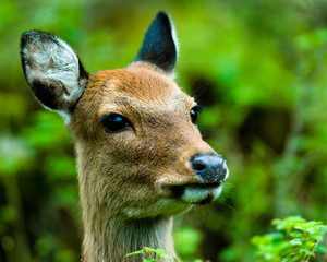 sika deer