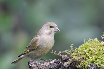 Verdier d'Europe    Carduelis chloris