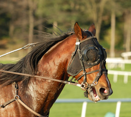 cheval trotteur © beatrice prève