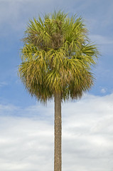 Fototapeta premium Single palm tree with partly cloudy blue sky