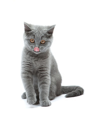 Obraz premium Curious kitten