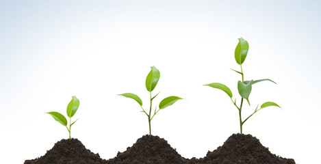 Evolution of a young plant