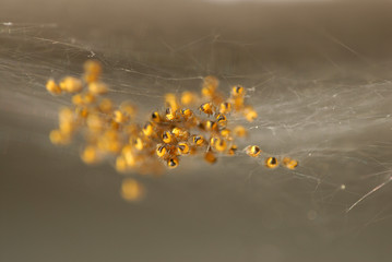 spinnen, nest, nachwuchs