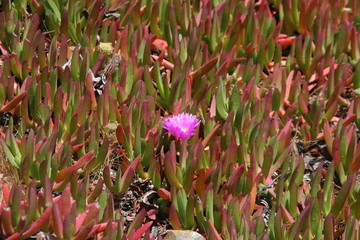 Einzelne Blüte an der Pazifikküste, Kalifornien - USA