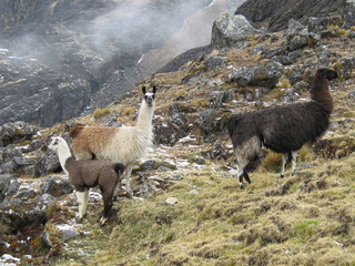 lama © gaelj