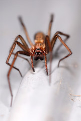 spinne, hausspinne