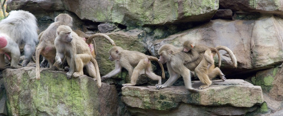 pavianherde