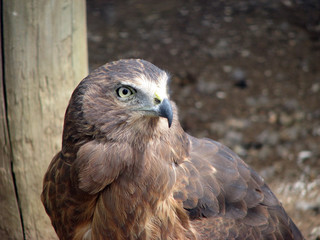 little eagle