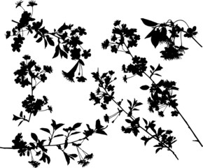 cherry tree silhouette collection