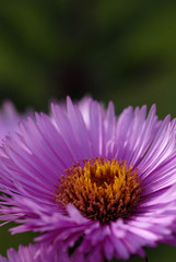 Obraz premium astern, blume