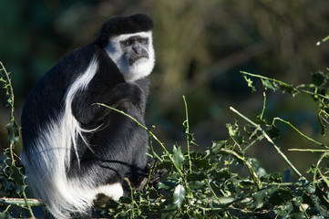 colobus monkey