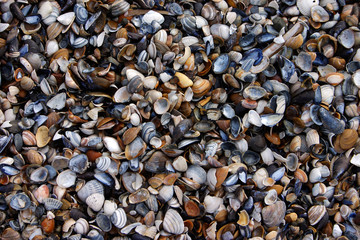 Muscheln