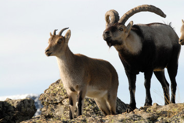 Macho cortejando a hembra en Gredos