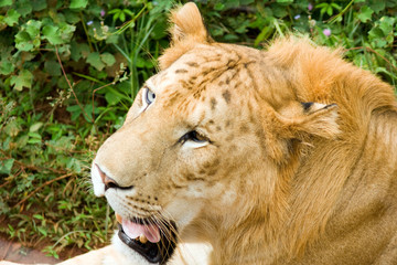 panthera tigreo