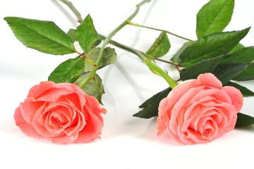 two roses isolated on white