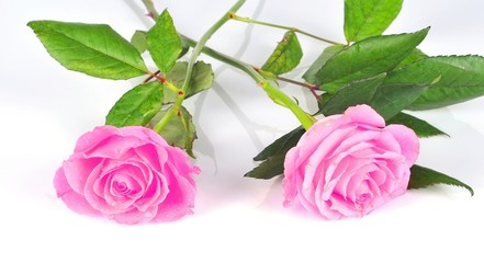 Two violet roses isolated on white