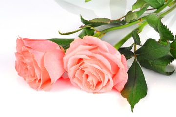 Two fresh roses laying on white