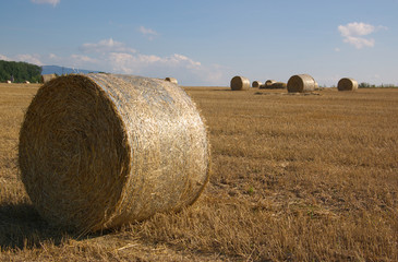 summer rural landscape with corn bales