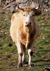 Cow