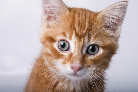 petit chat roux