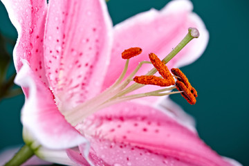 Lilly  flower closeup