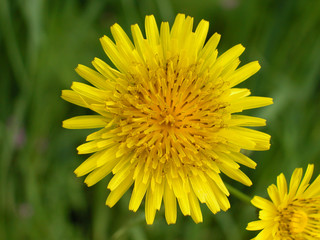 Yellow flower