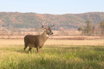 Whitetail buck standing in a field