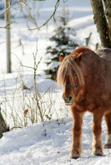 Obraz premium Winter Horses